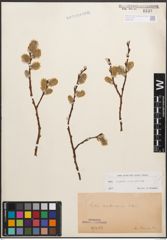 Foto von Salix caprea L. x Salix purpurea L.